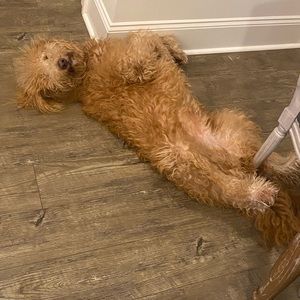 Meet your Posher, Jay